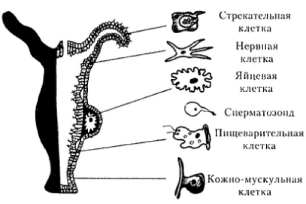 Кракен 15 ссылка